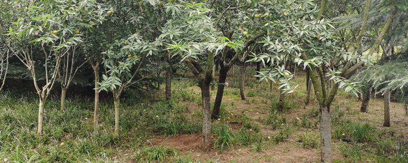 榆林适合养什么花,市花和市树是什么 榆林适合养什么花,市花和市树是什么