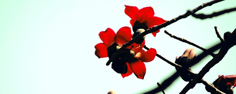 怒江适合养什么花,市花和市树是什么 怒江适合养什么花,市花和市树是什么