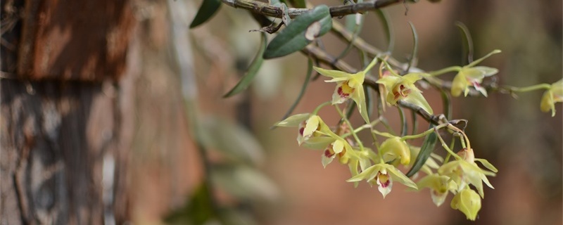 思茅适合养什么花,市花和市树是什么 思茅适合养什么花,市花和市树是什么