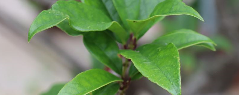 衢州适合养什么花,市花和市树是什么 衢州适合养什么花,市花和市树是什么