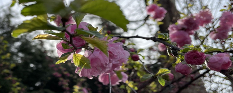 曲靖适合养什么花,市花和市树是什么 曲靖适合养什么花,市花和市树是什么