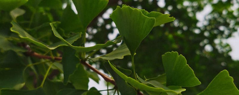 成都适合养什么花,市花和市树是什么 成都适合养什么花,市花和市树是什么