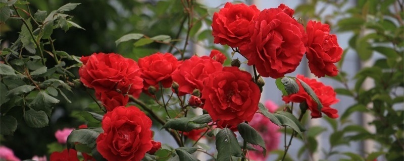芜湖适合养什么花,市花和市树是什么 芜湖适合养什么花,市花和市树是什么