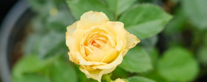 蚌埠适合养什么花,市花和市树是什么 蚌埠适合养什么花,市花和市树是什么