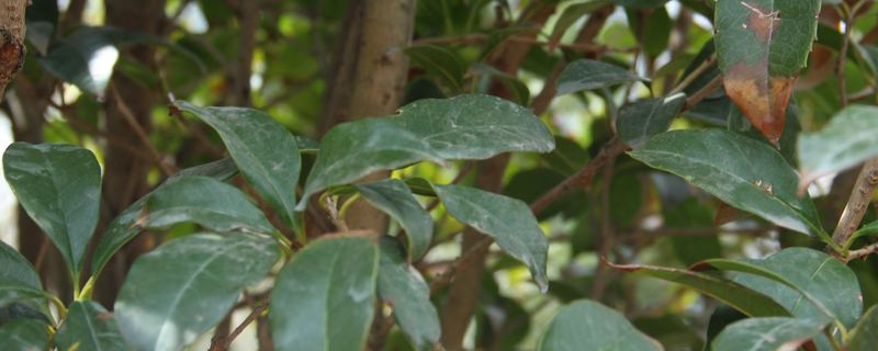 合肥适合养什么花,市花和市树是什么 合肥适合养什么花,市花和市树是什么