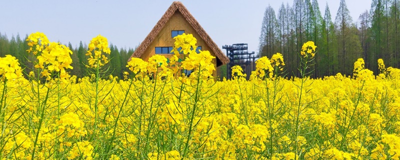 舟山适合养什么花,市花和市树是什么 舟山适合养什么花,市花和市树是什么