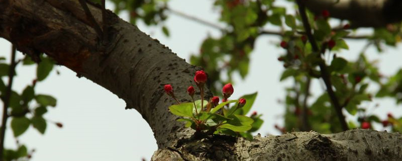 安顺适合养什么花,市花和市树是什么 安顺适合养什么花,市花和市树是什么