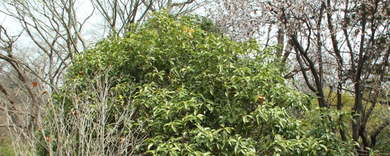 河池适合养什么花,市花和市树是什么 河池适合养什么花,市花和市树是什么