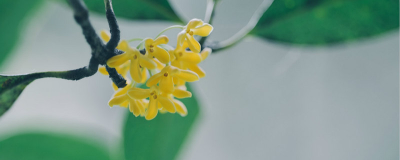 上饶适合养什么花,市花和市树是什么 上饶适合养什么花,市花和市树是什么