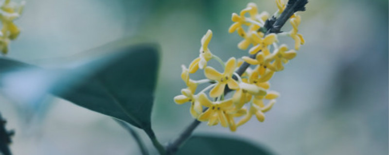 九江适合养什么花,市花和市树是什么 九江适合养什么花,市花和市树是什么