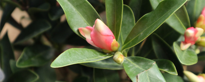 南昌适合养什么花,市花和市树是什么 南昌适合养什么花,市花和市树是什么