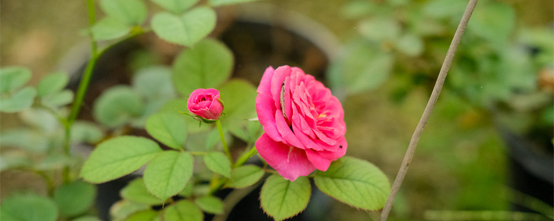 南平适合养什么花,市花和市树是什么 南平适合养什么花,市花和市树是什么