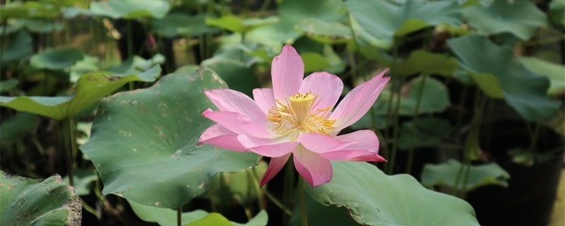 宜宾适合养什么花,市花和市树是什么 宜宾适合养什么花,市花和市树是什么
