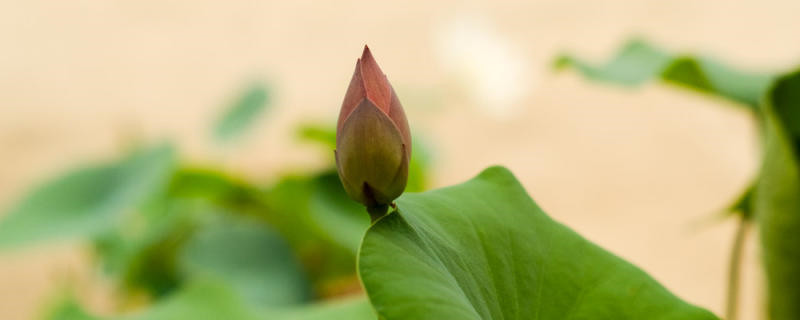 遂宁适合养什么花,市花和市树是什么 遂宁适合养什么花,市花和市树是什么