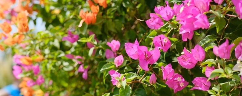 南充适合养什么花,市花和市树是什么 南充适合养什么花,市花和市树是什么