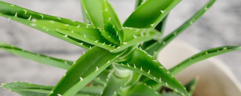 适合睡房养的植物排名 适合睡房养的植物排名