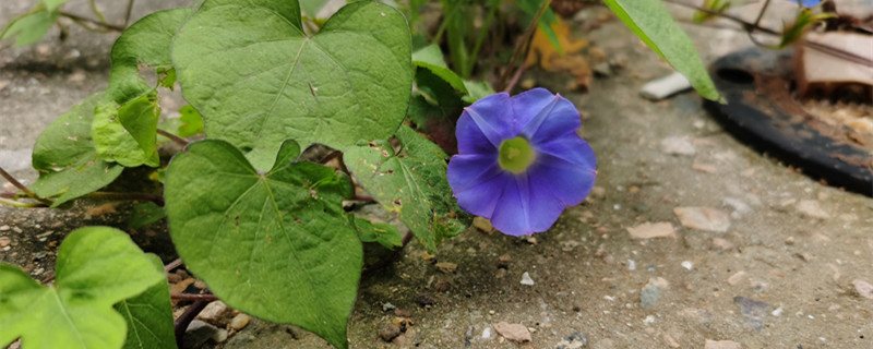 滨州适合养什么花,市花和市树是什么 滨州适合养什么花,市花和市树是什么
