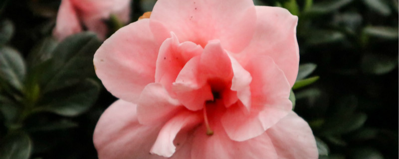 永州适合养什么花,市花和市树是什么 永州适合养什么花,市花和市树是什么