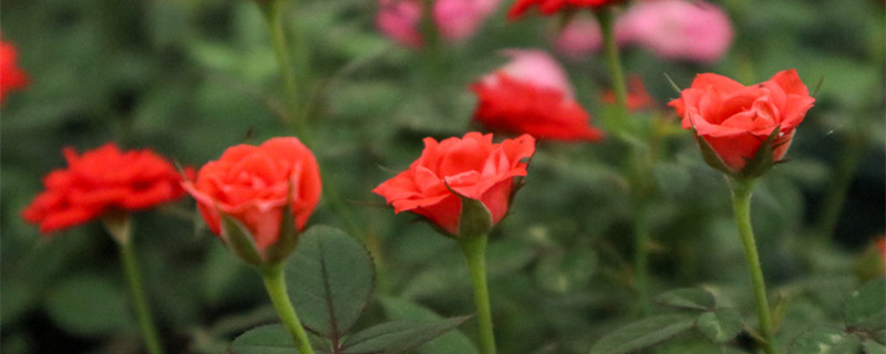 许昌适合养什么花,市花和市树是什么 许昌适合养什么花,市花和市树是什么