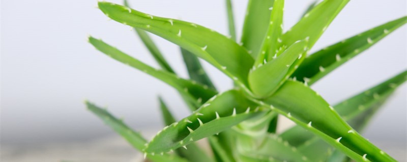 民间对芦荟开花的说法 民间对芦荟开花的说法