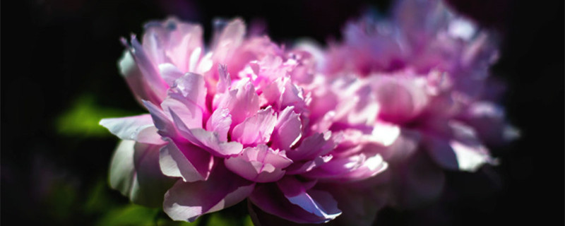古代花名雅称 古代花名雅称