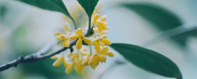 完全花有哪些花 完全花有哪些花