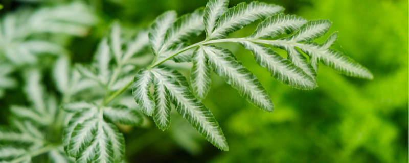 植物的生殖 植物的生殖