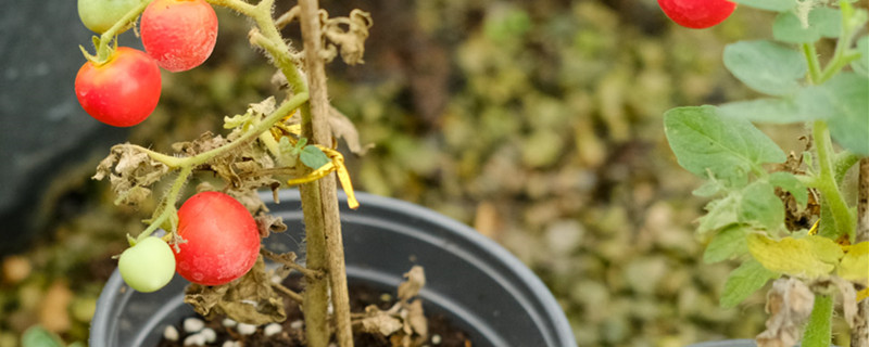 蕃茄栽培技术 蕃茄栽培技术