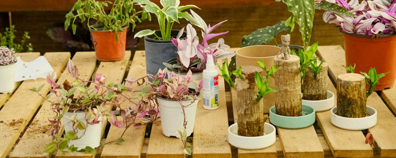 干花怎么养 干花怎么养