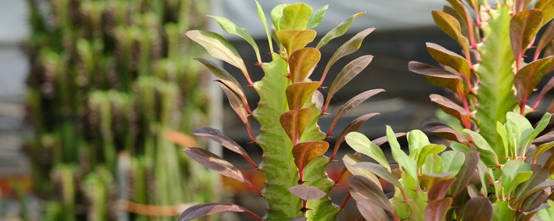 镇宅辟邪什么绿植最好,什么植物招财挡煞气 镇宅辟邪什么绿植最好,什么植物招财挡煞气