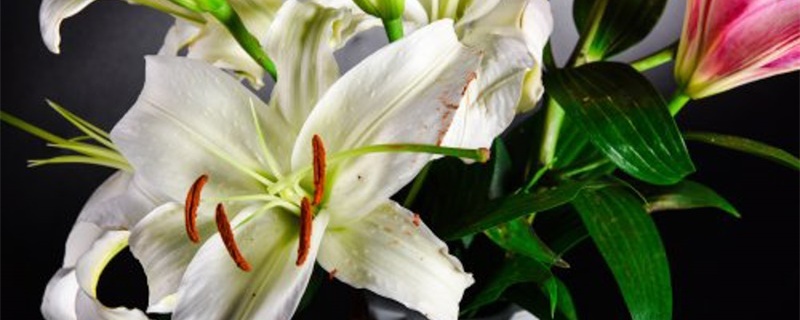 花架子适合放什么花 花架子适合放什么花