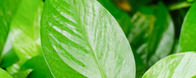 不见阳光的水培植物有哪些 不见阳光的水培植物有哪些