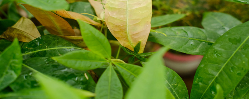 最旺入门玄关植物 最旺入门玄关植物
