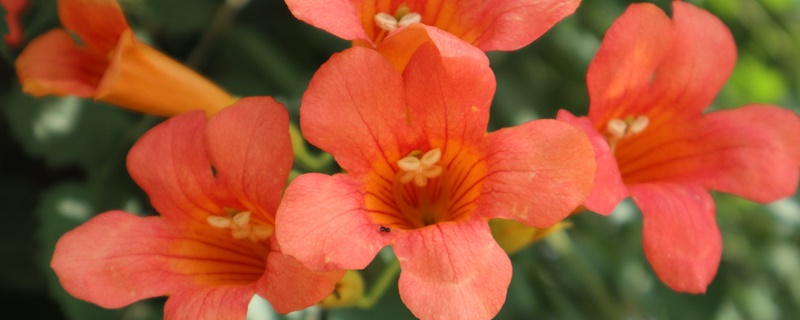 凌霄花哪个品种最好看 凌霄花哪个品种最好看