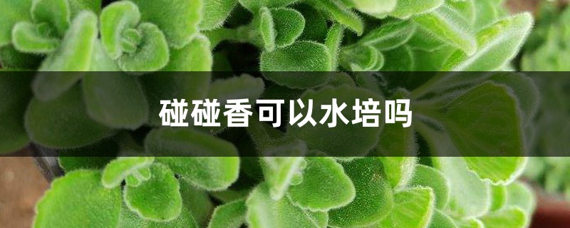 碰碰香可以水培吗 碰碰香可以水培吗