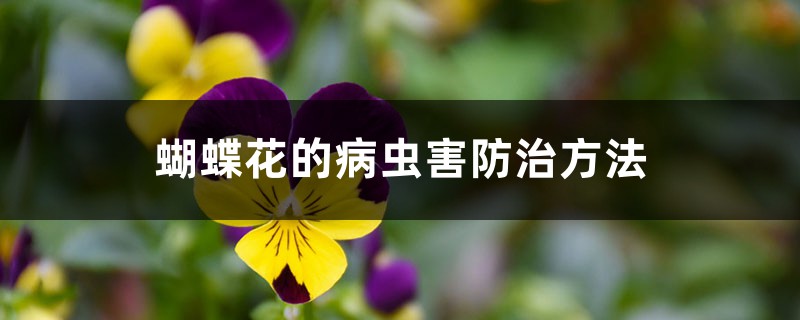 蝴蝶花的病虫害防治方法 蝴蝶花的病虫害防治方法