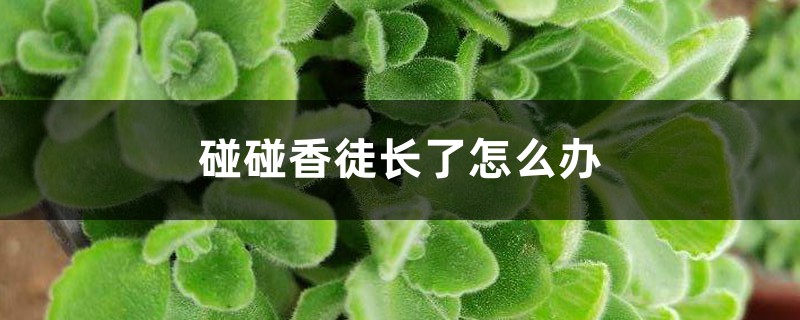 碰碰香徒长了怎么办 碰碰香徒长了怎么办