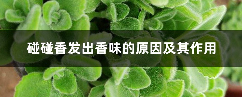 碰碰香发出香味的原因及其作用 碰碰香发出香味的原因及其作用