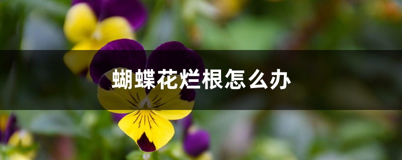 蝴蝶花烂根怎么办 蝴蝶花烂根怎么办