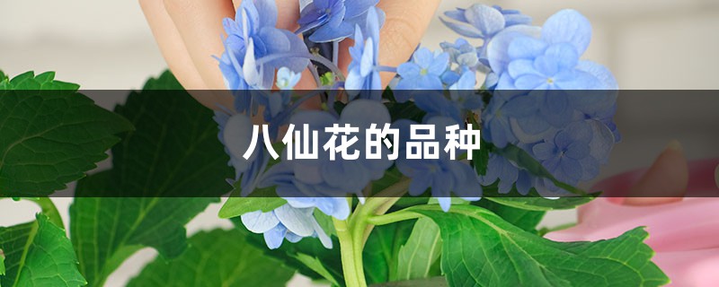 八仙花的品种 八仙花的品种