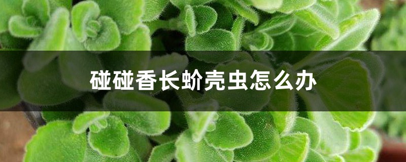 碰碰香长蚧壳虫怎么办 碰碰香长蚧壳虫怎么办