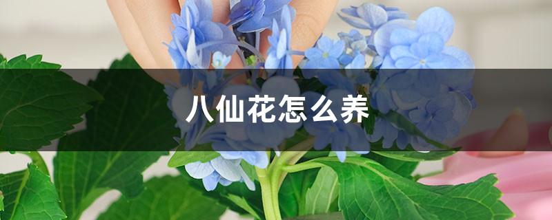 八仙花怎么养 八仙花怎么养