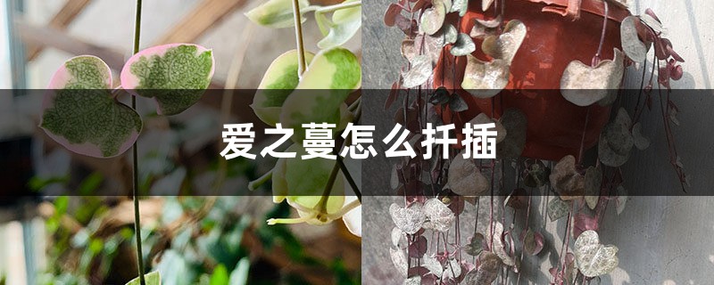 爱之蔓怎么扦插 爱之蔓怎么扦插