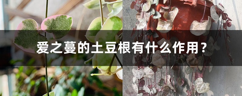 爱之蔓的土豆根有什么作用? 爱之蔓的土豆根有什么作用?
