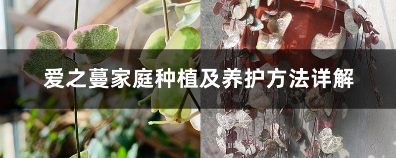 爱之蔓家庭种植及养护方法详解 爱之蔓家庭种植及养护方法详解