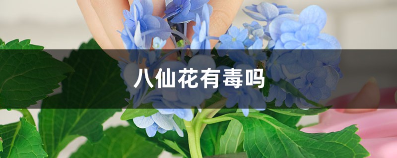 八仙花有毒吗 八仙花有毒吗