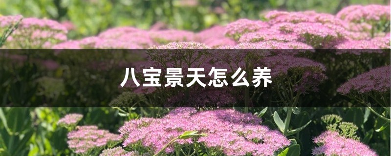 八宝景天怎么养 八宝景天怎么养