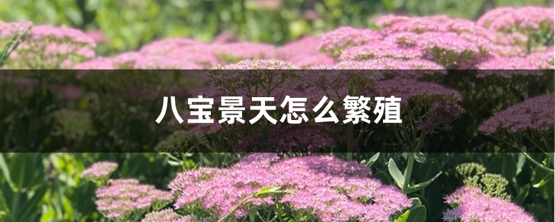 八宝景天怎么繁殖 八宝景天怎么繁殖
