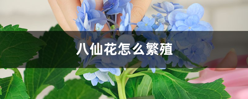 八仙花怎么繁殖 八仙花怎么繁殖