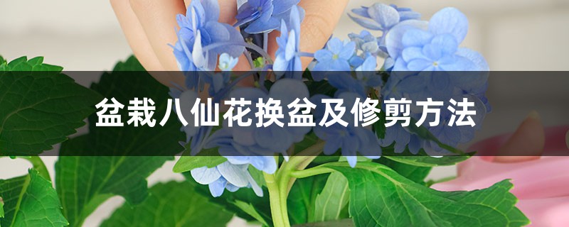 盆栽八仙花换盆及修剪方法 盆栽八仙花换盆及修剪方法